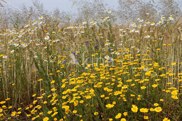 Yellow Chamomile (Anthemis tinctoria)