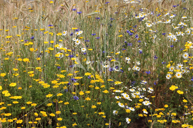 Yellow Chamomile (Anthemis tinctoria)