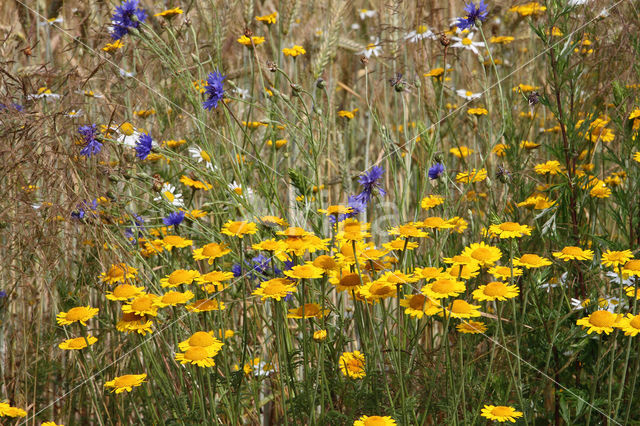 Gele kamille (Anthemis tinctoria)