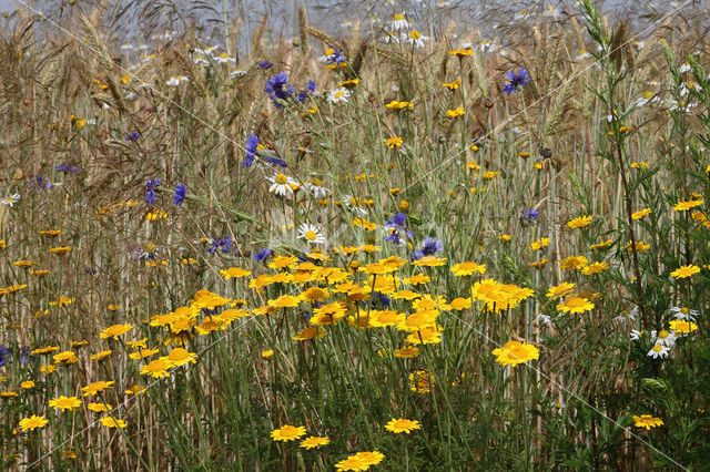 Gele kamille (Anthemis tinctoria)