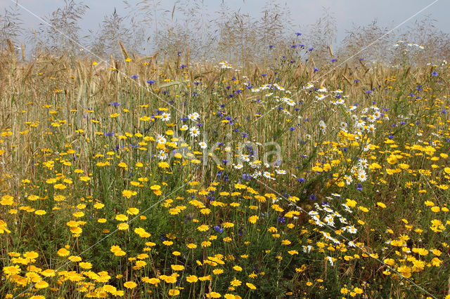 Gele kamille (Anthemis tinctoria)