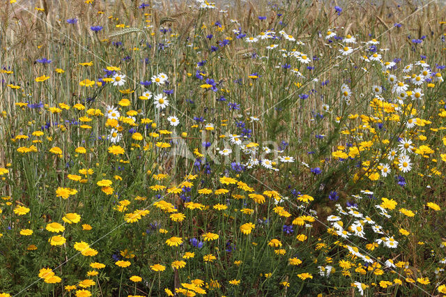 Gele kamille (Anthemis tinctoria)