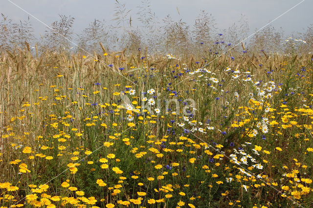 Gele kamille (Anthemis tinctoria)