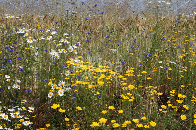 Gele kamille (Anthemis tinctoria)