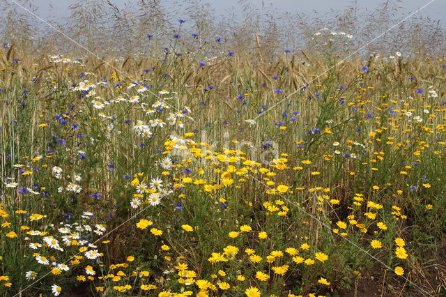 Gele kamille (Anthemis tinctoria)