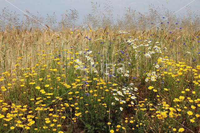 Gele kamille (Anthemis tinctoria)