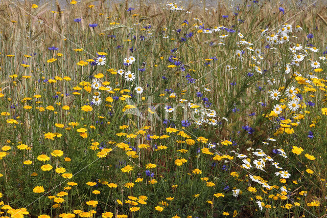 Gele kamille (Anthemis tinctoria)