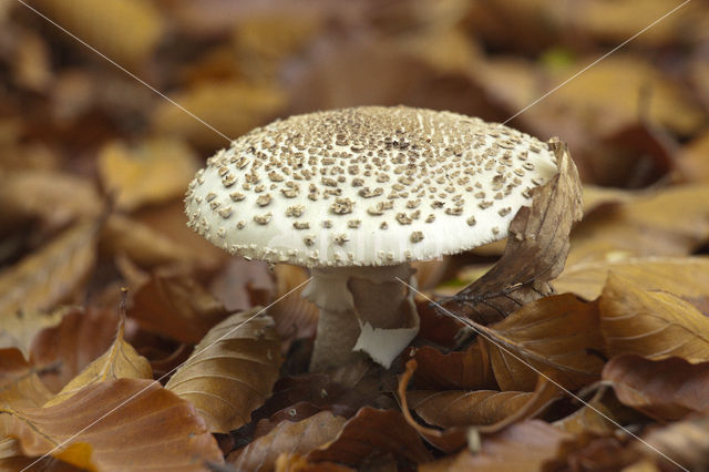 Gele knolamaniet (Amanita citrina)