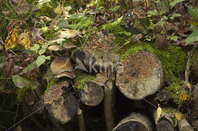 Gele korstzwam (Stereum hirsutum)