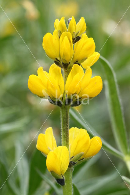 Gele lupine (Lupinus luteus)