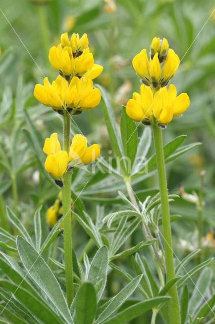 Gele lupine (Lupinus luteus)