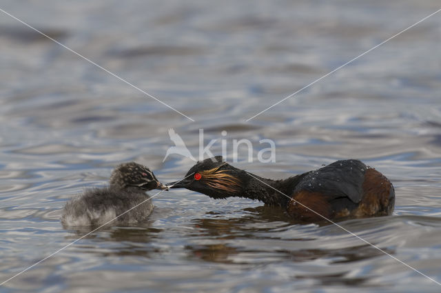 Geoorde Fuut (Podiceps nigricollis)