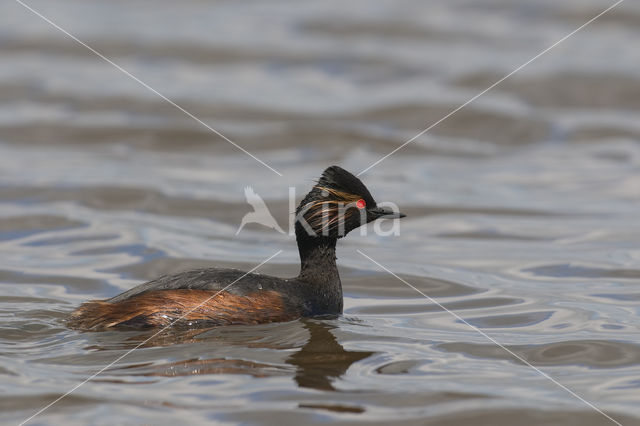 Geoorde Fuut (Podiceps nigricollis)