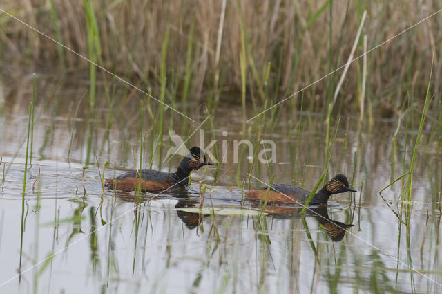 Geoorde Fuut (Podiceps nigricollis)