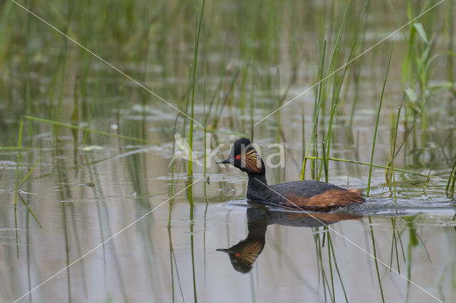 Geoorde Fuut (Podiceps nigricollis)