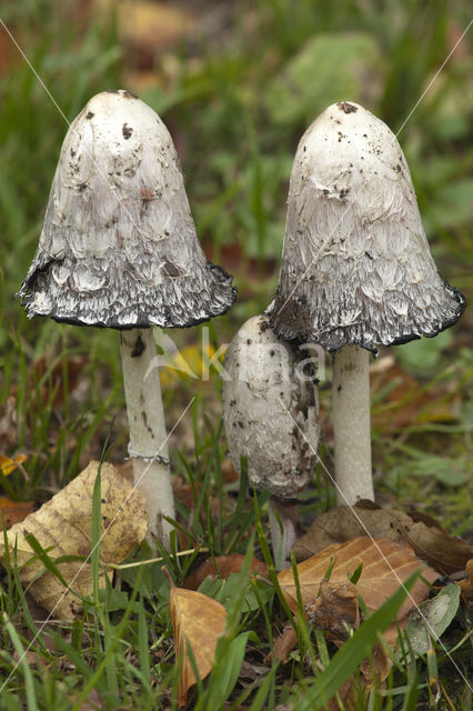 Geschubde inktzwam (Coprinus comatus)