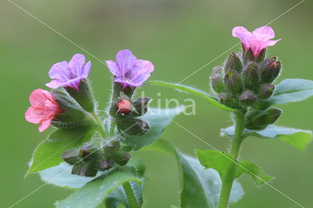 Lungwort (Pulmonaria officinalis)