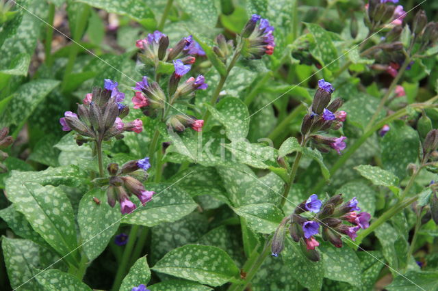 Lungwort (Pulmonaria officinalis)