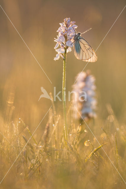 Gevlekte orchis (Dactylorhiza maculata)