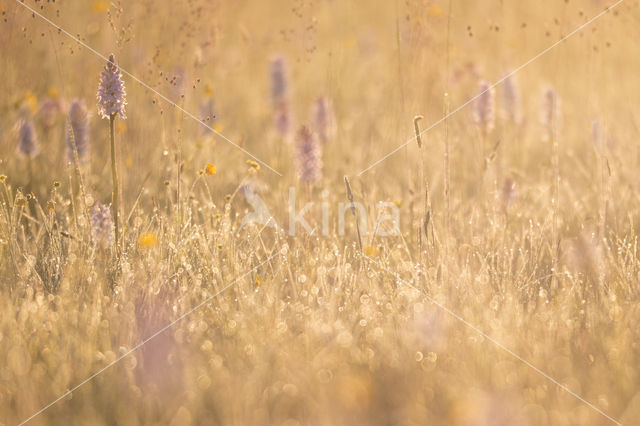 Spotted orchid (Dactylorhiza maculata)