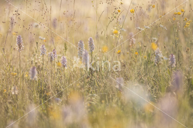 Gevlekte orchis (Dactylorhiza maculata)