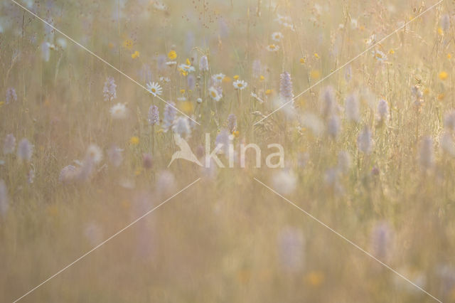 Spotted orchid (Dactylorhiza maculata)