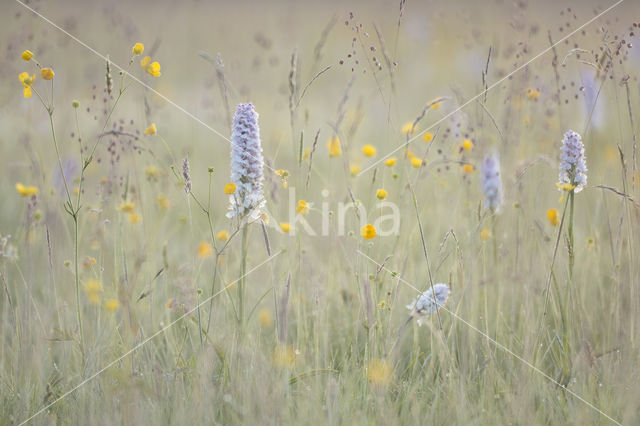 Spotted orchid (Dactylorhiza maculata)