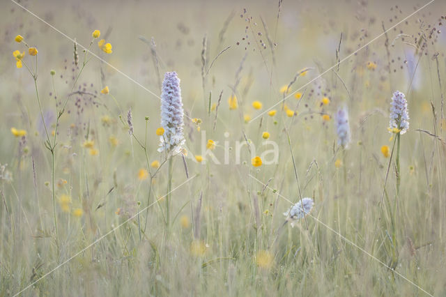 Gevlekte orchis (Dactylorhiza maculata)