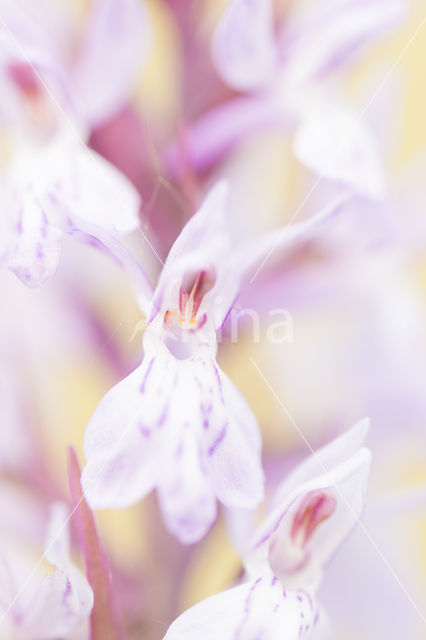 Spotted orchid (Dactylorhiza maculata)