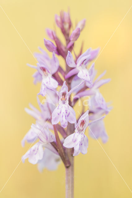 Gevlekte orchis (Dactylorhiza maculata)