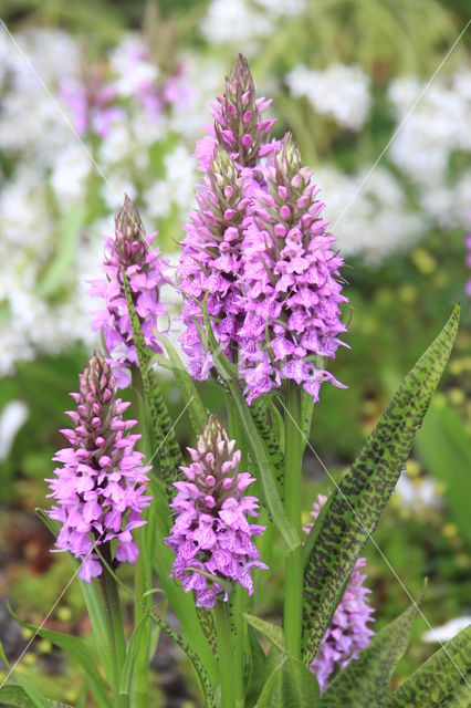 spotted Marsh-orchid (Dactylorhiza praetermissa var. junialis)