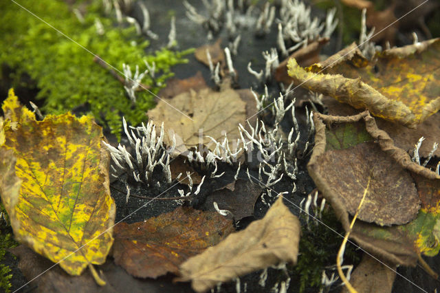 Candle Snuff Fungus (Xylaria hypoxylon)