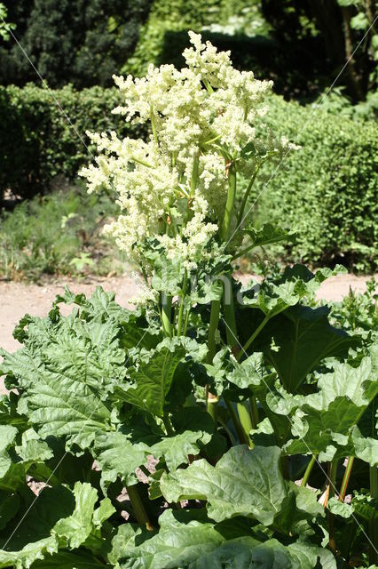 Gewone engelwortel (Angelica sylvestris)