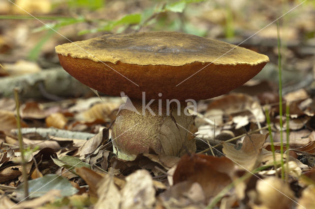 Gewone Heksenboleet (Boletus erythropus)