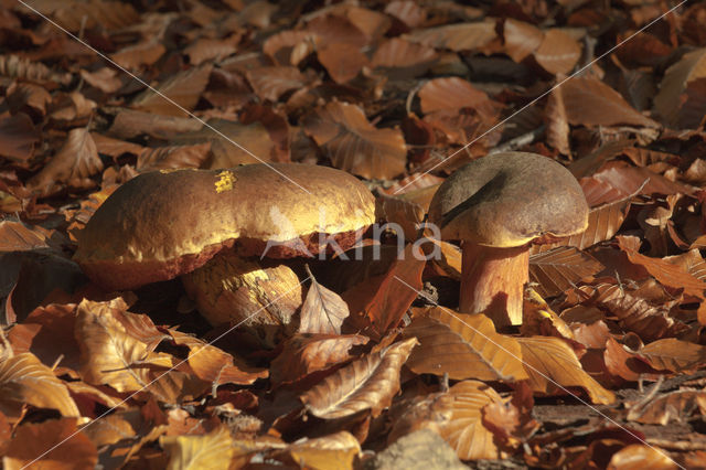 Gewone Heksenboleet (Boletus erythropus)