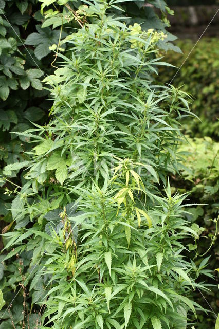 Common Hemp-nettle (Galeopsis tetrahit)