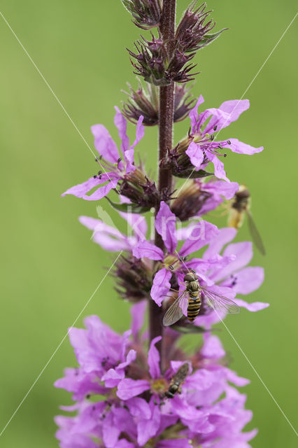 Purple Loosestrife (Lythrum salicaria)