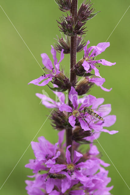 Purple Loosestrife (Lythrum salicaria)