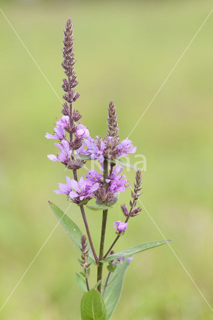 Purple Loosestrife (Lythrum salicaria)