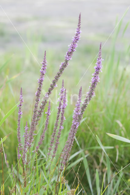 Purple Loosestrife (Lythrum salicaria)