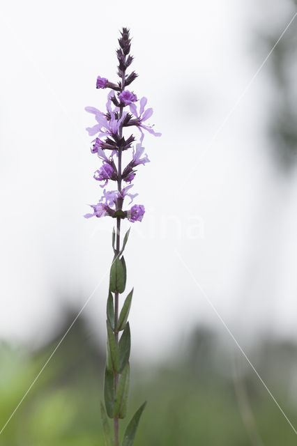 Purple Loosestrife (Lythrum salicaria)