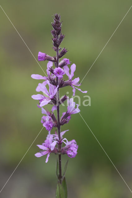 Gewone kattenstaart (Lythrum salicaria)