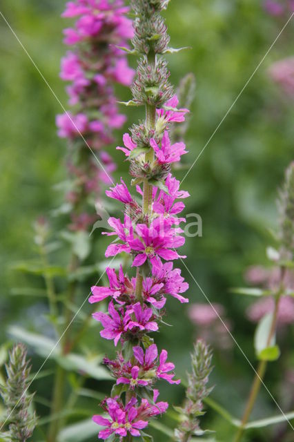 Gewone kattenstaart (Lythrum salicaria)