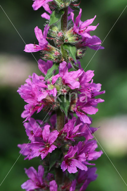 Gewone kattenstaart (Lythrum salicaria)