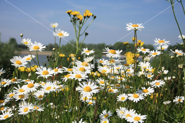 Ox-eye Daisy (Leucanthemum vulgare)