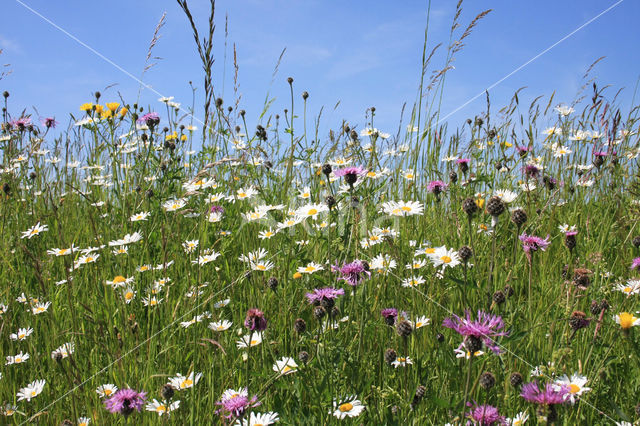 Gewone margriet (Leucanthemum vulgare)