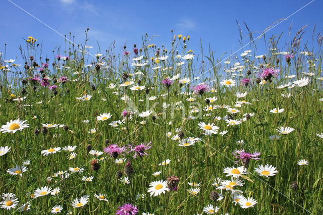 Ox-eye Daisy (Leucanthemum vulgare)