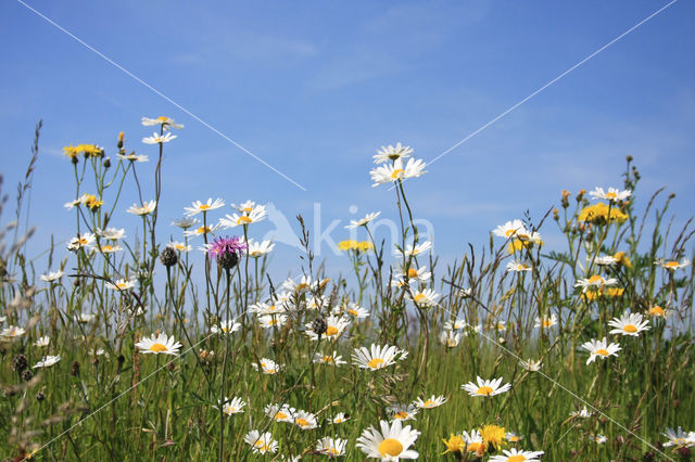 Gewone margriet (Leucanthemum vulgare)