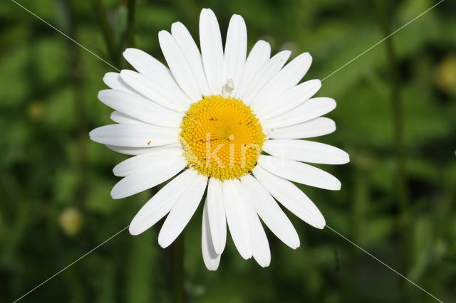 Ox-eye Daisy (Leucanthemum vulgare)