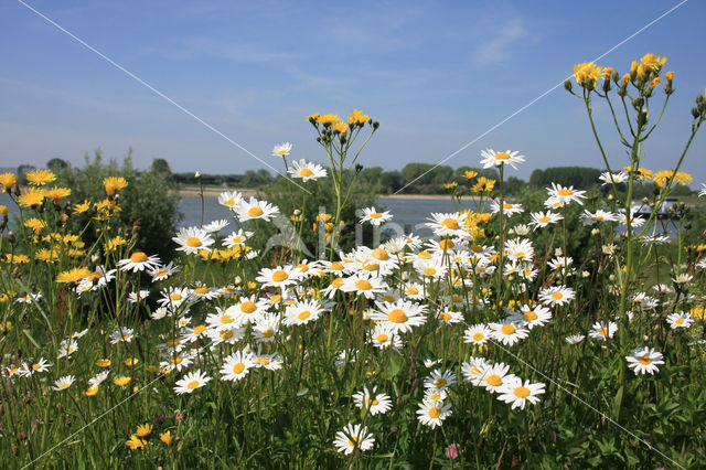 Gewone margriet (Leucanthemum vulgare)